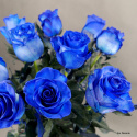 Róże niebieskie BR-016-20 ................ 3 wielkości bukietów