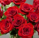 Róże czerwone 60 cm BR-012-12 .... od 5 do 100 szt.