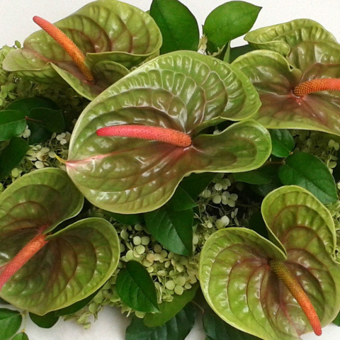 Floret z anturium PF-22 Floret z anturium PF-22