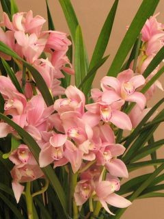 Storczyk Cymbidium DS-80 Storczyk Cymbidium DS-80