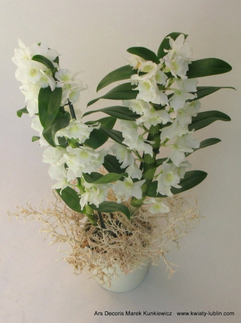 Storczyk Dendrobium DS-10 Storczyk Dendrobium DS-10