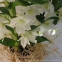 Storczyk Dendrobium DS-60 Storczyk Dendrobium DS-60