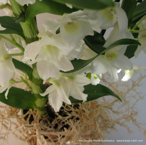 Storczyk Dendrobium DS-10 Storczyk Dendrobium DS-10