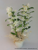 Storczyk Dendrobium DS-60 Storczyk Dendrobium DS-60