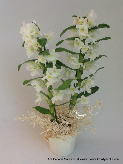 Storczyk Dendrobium DS-10 Storczyk Dendrobium DS-10