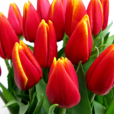 Tulipany czerwono-żólte BT-24-04 b Tulipany czerwono-żólte BT-24-04 b