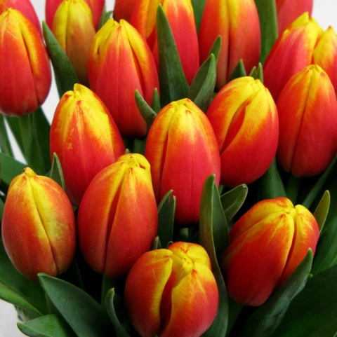 Tulipany czerwono-żólte BT-24-04 b Tulipany czerwono-żólte BT-24-04 b