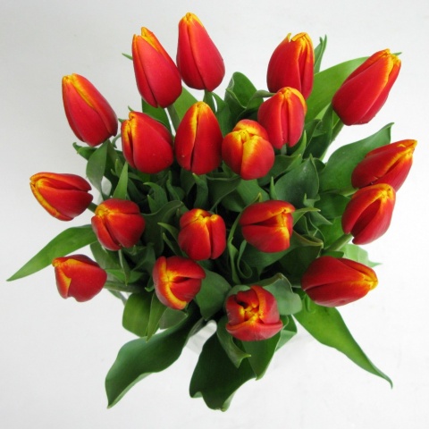 Tulipany czerwono-żólte BT-24-04 b Tulipany czerwono-żólte BT-24-04 b