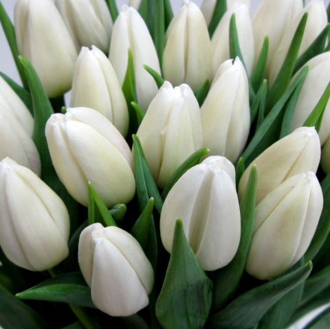 Tulipany białe BT-18-04 b Tulipany białe BT-18-04 b