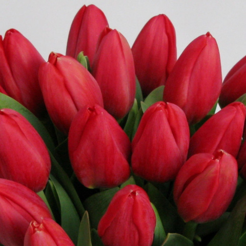 Tulipany czerwone BT-12-04 b Tulipany czerwone BT-12-04 b