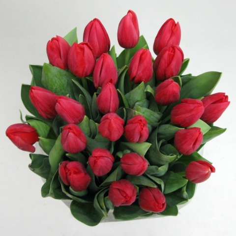 Tulipany czerwone BT-12-04 b Tulipany czerwone BT-12-04 b