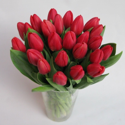 Tulipany czerwone BT-12-04 b Tulipany czerwone BT-12-04 b