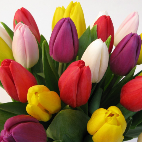 Tulipany mix BT-09-04 b Tulipany mix BT-09-04 b