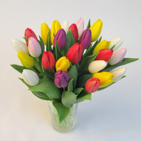 Tulipany mix BT-09-04 b Tulipany mix BT-09-04 b