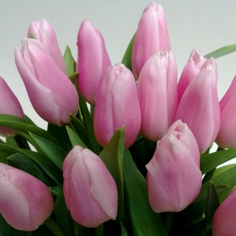 Tulipany różowe BT-20-04 b Tulipany różowe BT-20-04 b