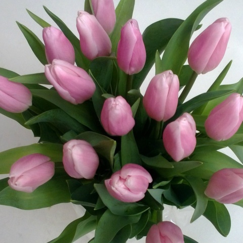 Tulipany różowe BT-20-04 b Tulipany różowe BT-20-04 b