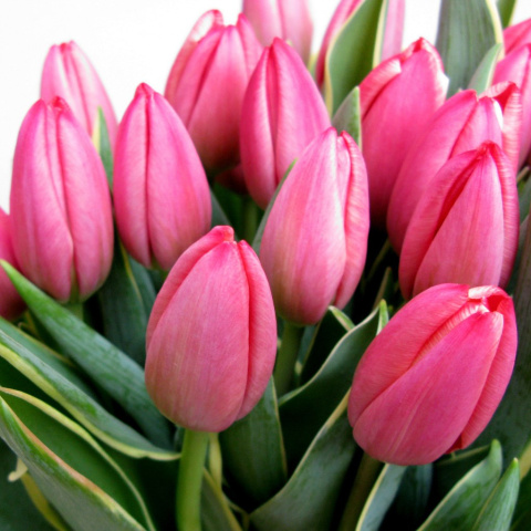 Tulipany różowe BT-20-04 b Tulipany różowe BT-20-04 b