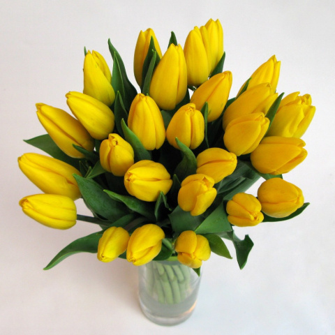 Tulipany żółte BT-10-04 b Tulipany żółte BT-10-04 b