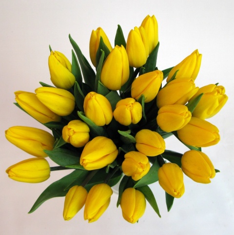 Tulipany żółte BT-10-04 b Tulipany żółte BT-10-04 b