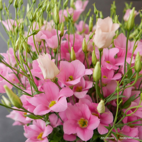 Eustoma botaniczna BI-26-10 Eustoma botaniczna BI-26-10