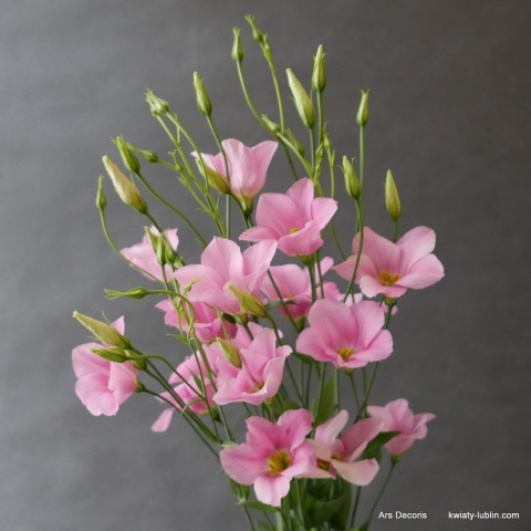 Eustoma botaniczna BI-26-10 Eustoma botaniczna BI-26-10