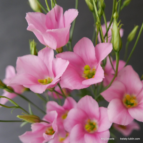 Eustoma botaniczna BI-26-10 Eustoma botaniczna BI-26-10