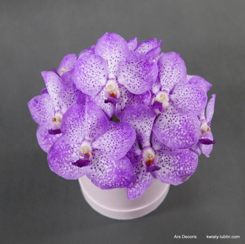 Flowerbox Vanda (2) BS-20-10 Flowerbox Vanda (2) BS-20-10
