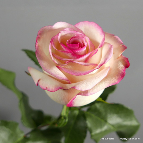 Róże Paloma długie BR-17-08 Róże Paloma długie BR-17-08