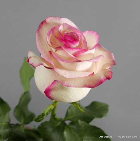 Róże Paloma długie BR-17-08 Róże Paloma długie BR-17-08