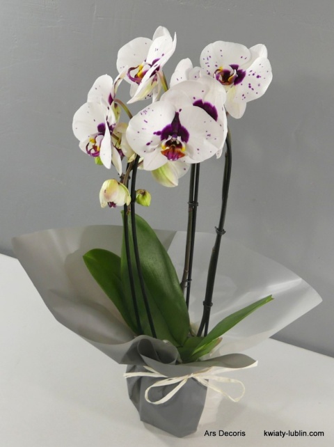 Storczyk phalenopsis Kaskada 2p DS-38 Storczyk phalenopsis Kaskada 2p DS-38