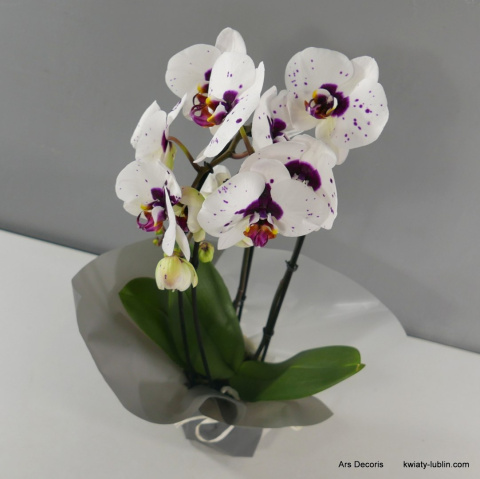 Storczyk phalenopsis Kaskada 2p DS-38 Storczyk phalenopsis Kaskada 2p DS-38