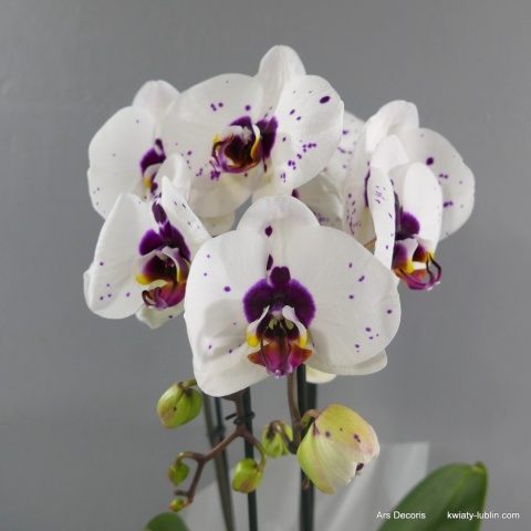 Storczyk phalenopsis Kaskada 2p DS-38 Storczyk phalenopsis Kaskada 2p DS-38