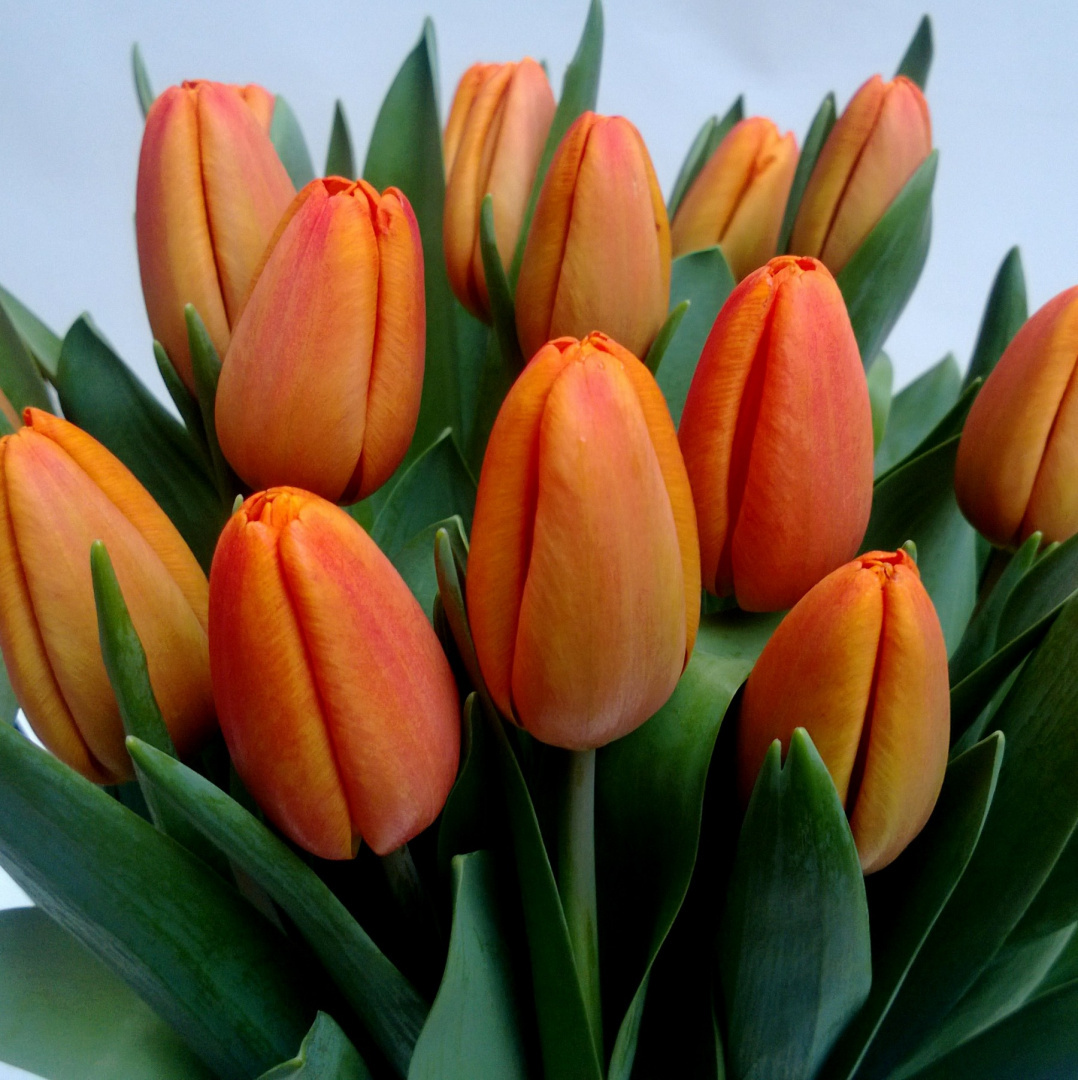 Tulipany, różne kolory .................... od 9 do 100 szt