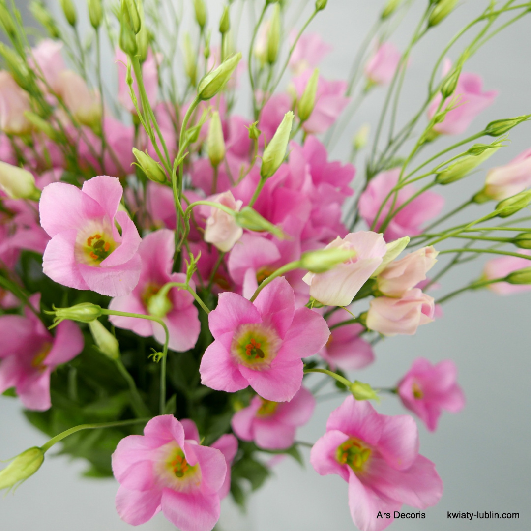 Eustoma botaniczna od 5 do 50 gałązek. Eustoma botaniczna od 5 do 50 gałązek.