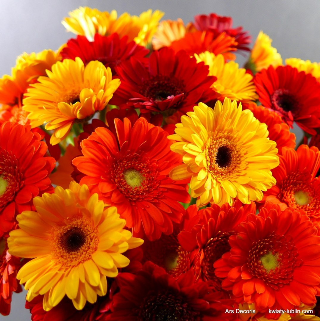 Germini bukiet............ od 11 do 100 szt. Germini bukiet............ od 11 do 100 szt.