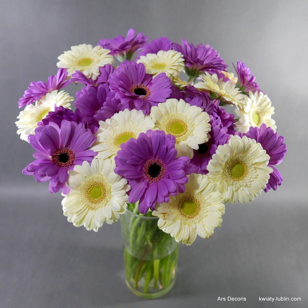 Germini bukiet............ od 11 do 100 szt. Germini bukiet............ od 11 do 100 szt.