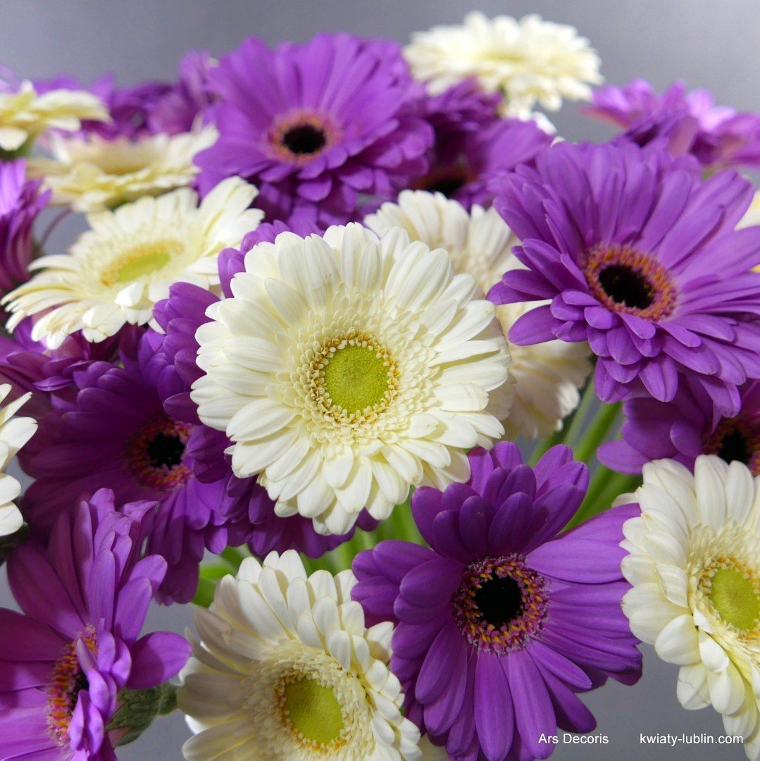 Germini bukiet............ od 11 do 100 szt. Germini bukiet............ od 11 do 100 szt.