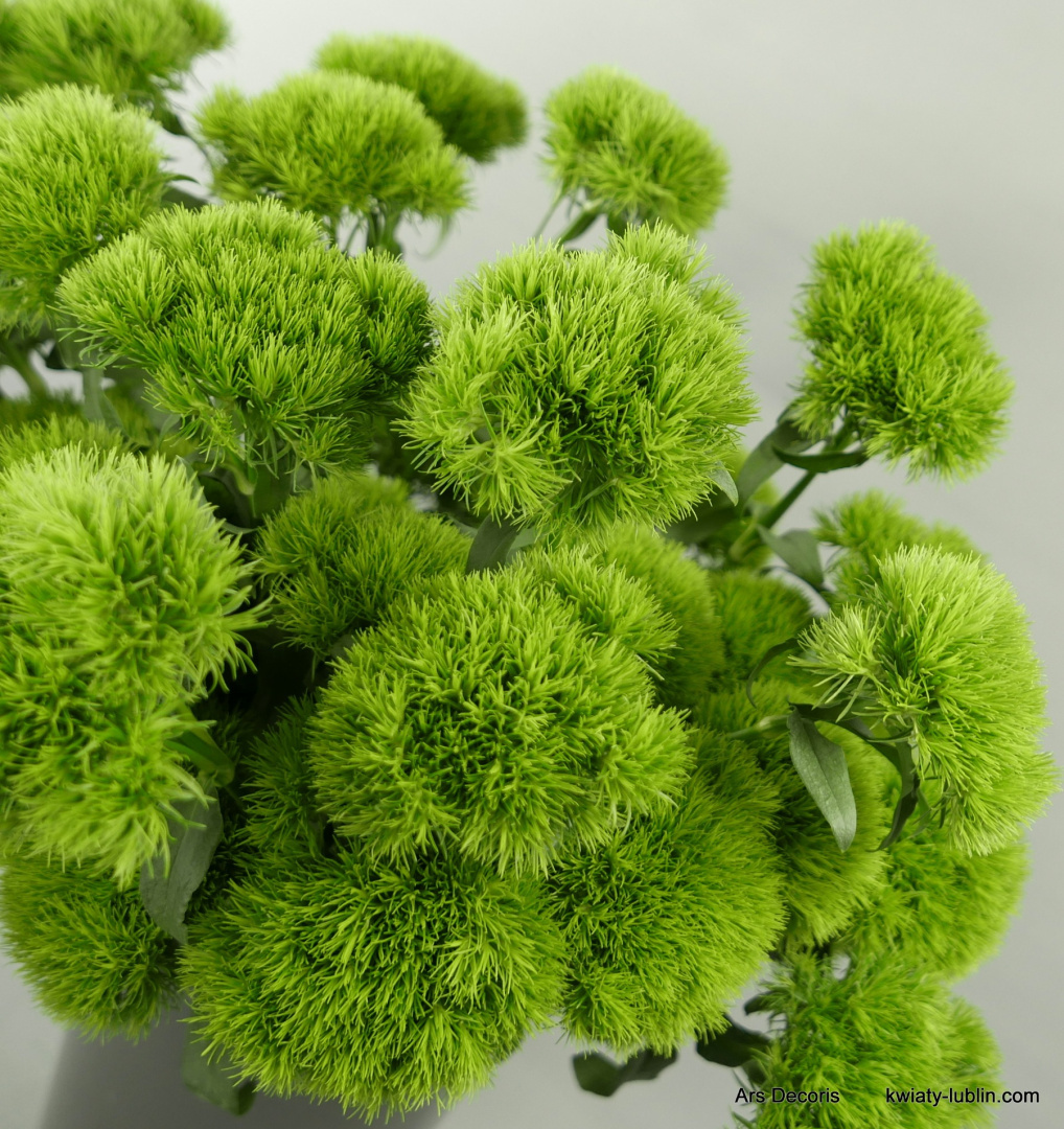 Goździki KIWI........... od 5 do 100 szt. Goździki KIWI........... od 5 do 100 szt.