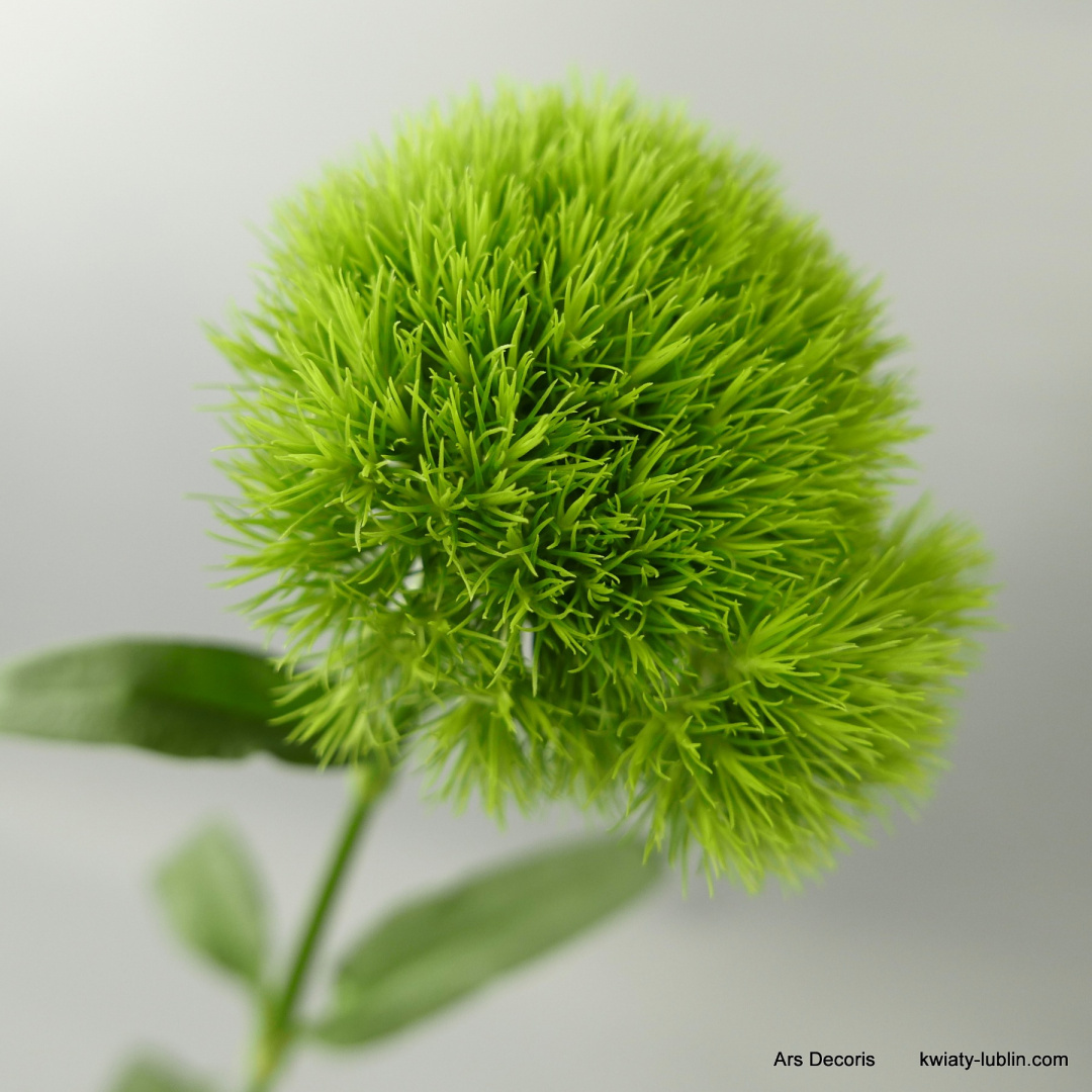 Goździki KIWI........... od 5 do 100 szt. Goździki KIWI........... od 5 do 100 szt.