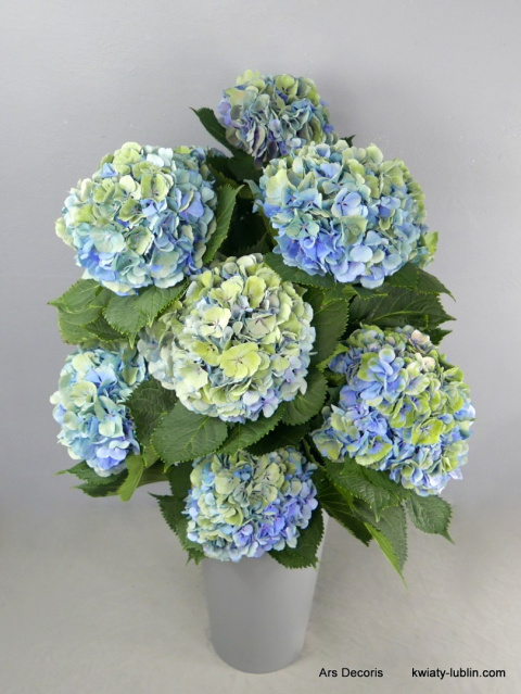Hortensje w wysokim naczyniu PK-076-40 Hortensje w wysokim naczyniu PK-076-40