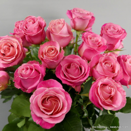 Róże Hermosa długie od 5 do 100 szt.