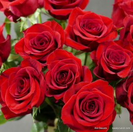 Róże czerwone długie od 5 do 100 szt.