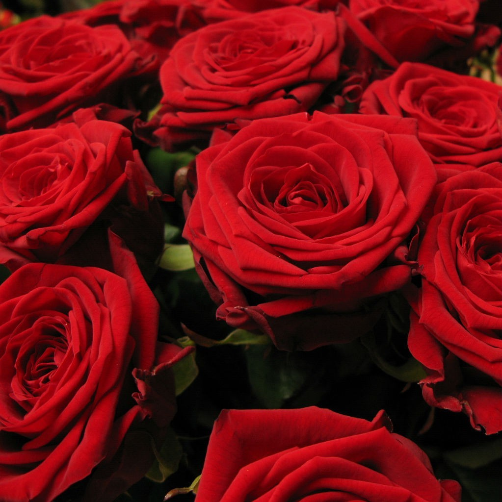 Róże czerwone, długie ...................... od 5 do 100 szt.