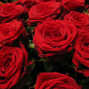Róże czerwone 60 cm BR-012-10 .... od 5 do 100 szt.