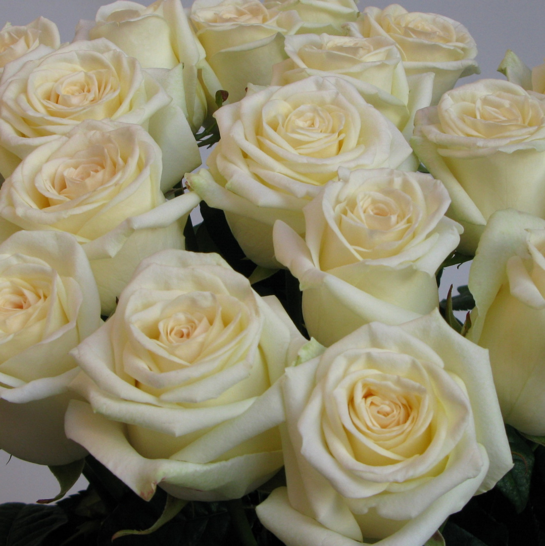 Róże kremowe długie od 5 do 100 szt.