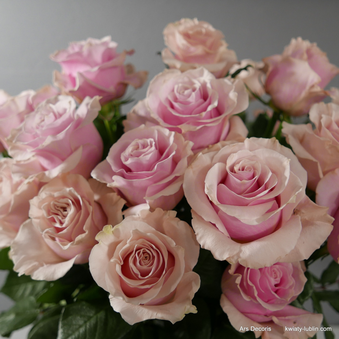 Róże średnie, różne kolory od 5 do 100 szt.