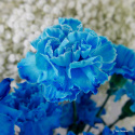 Goździki niebieskie ........ BI-042-12 od 5 do 50 kwiatów