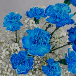 Goździki niebieskie ........ BI-042-12 od 5 do 50 kwiatów