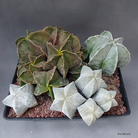 Komp. z Astrophytum (4) SU-084 Komp. z Astrophytum (4) SU-084