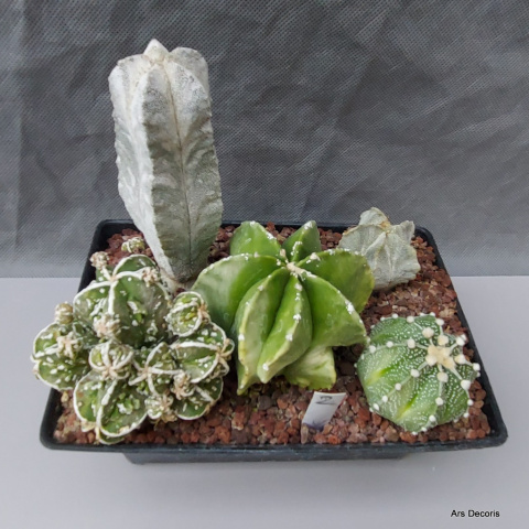 Komp. z Astrophytum (2) SU-080 Komp. z Astrophytum (2) SU-080